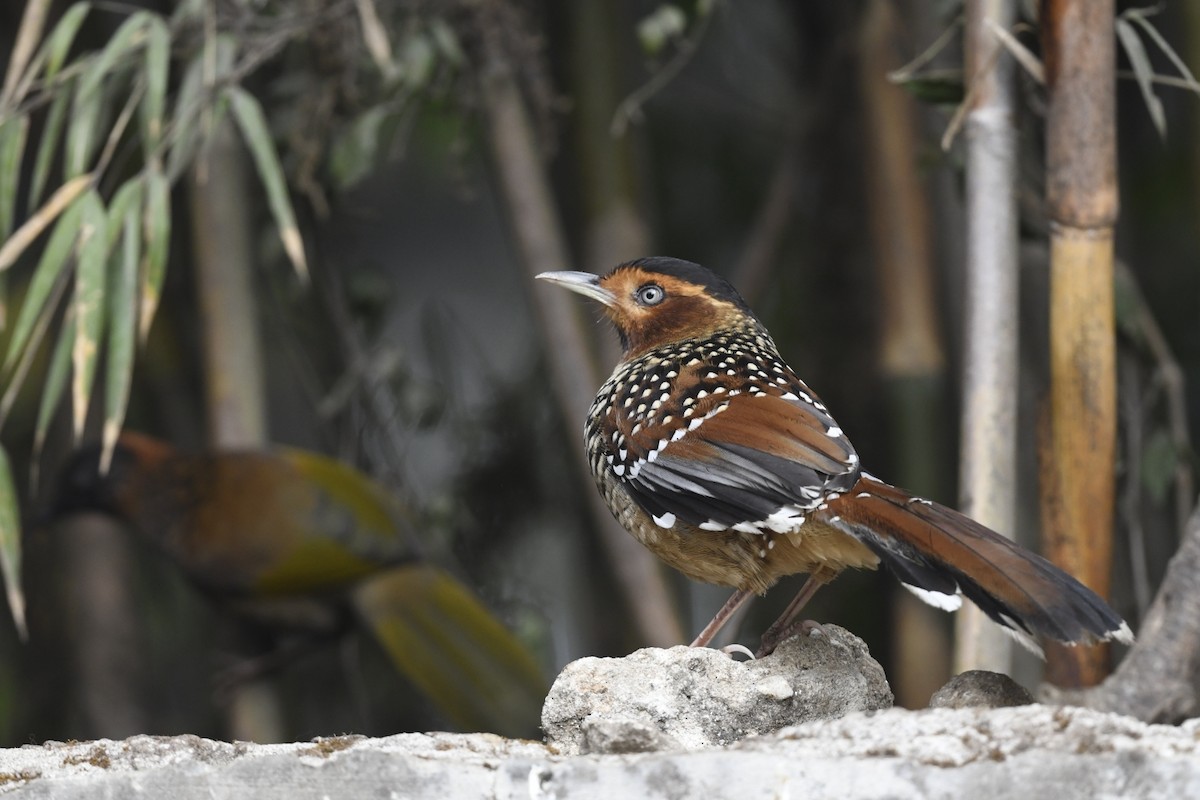 Spotted Laughingthrush - ML641595793