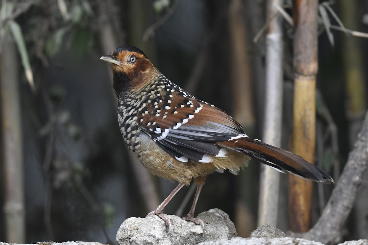 Spotted Laughingthrush - ML641595794