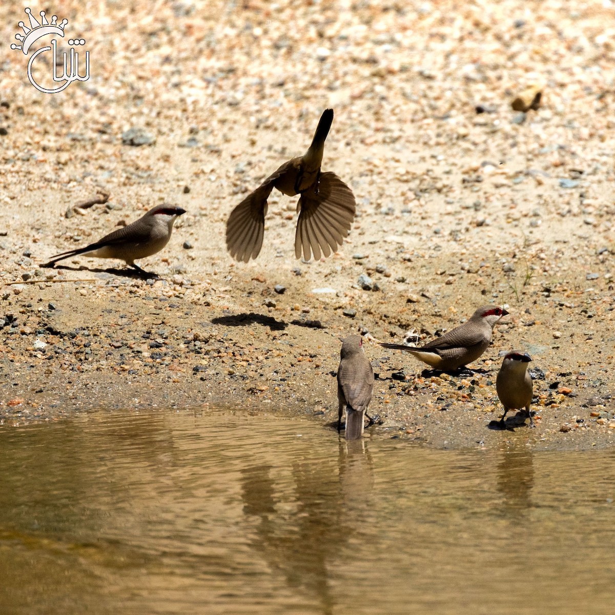 Arabian Waxbill - ML641595813