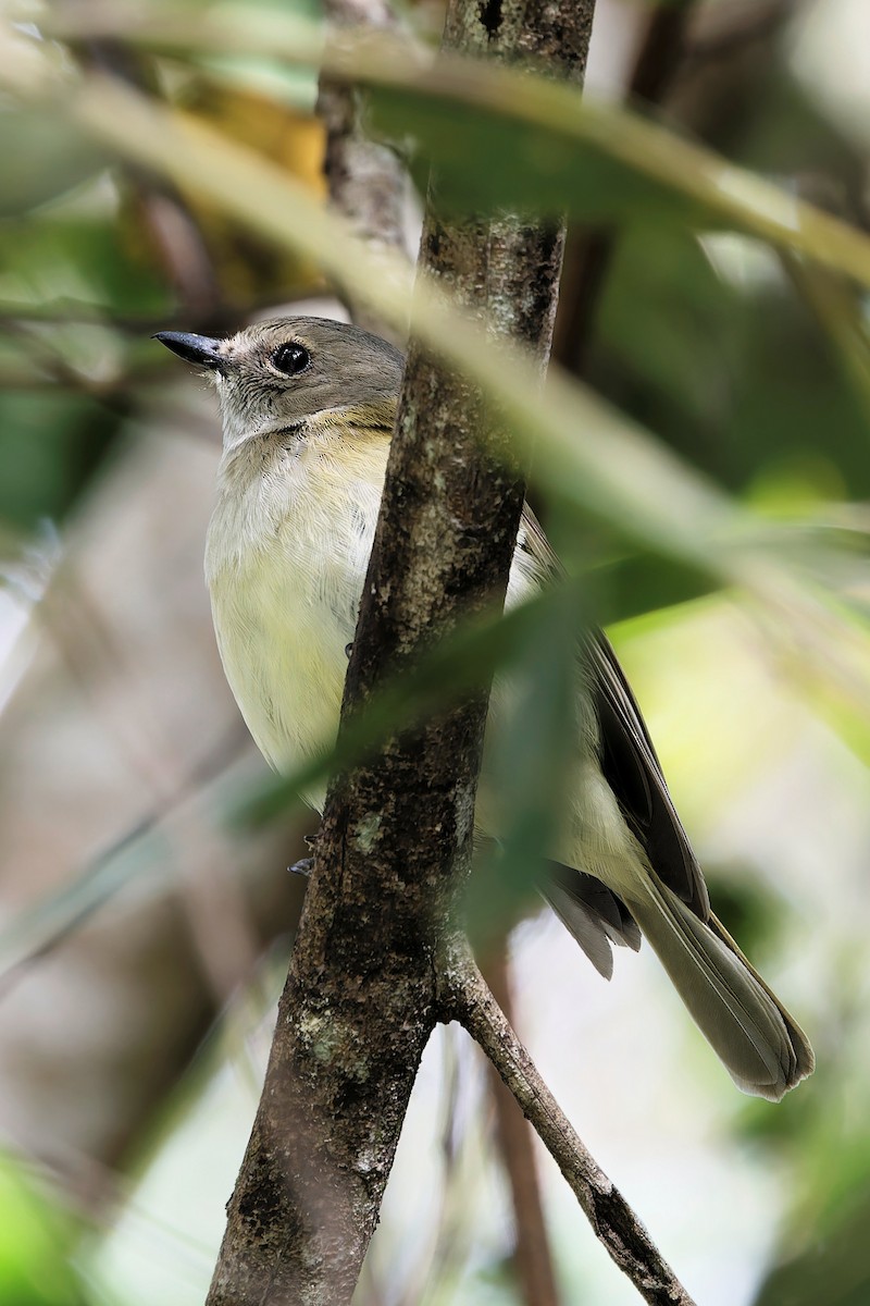 Gray Whistler - ML641595823