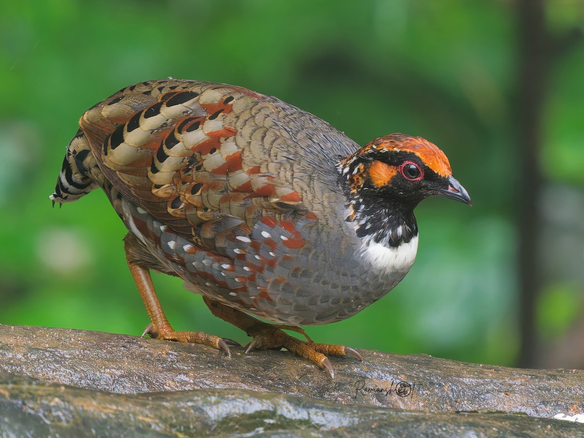 Hill Partridge - ML641595826