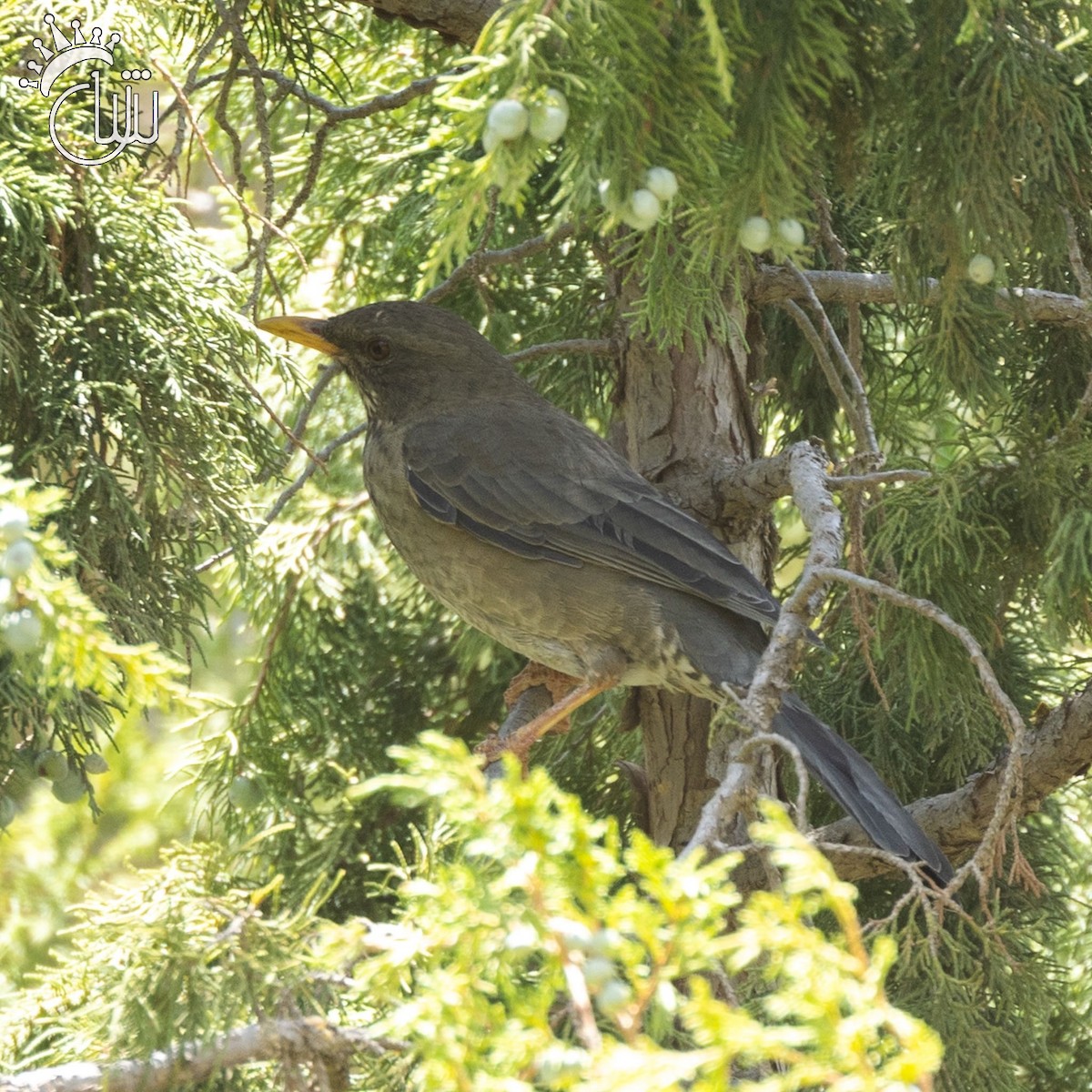 Yemen Thrush - ML641595828