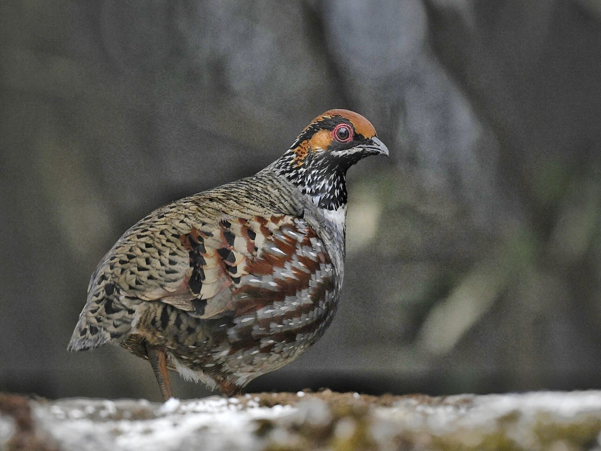 Hill Partridge - ML641595834