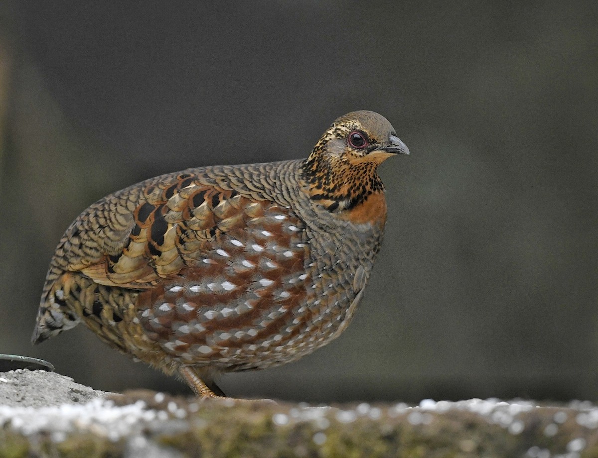 Hill Partridge - ML641595835