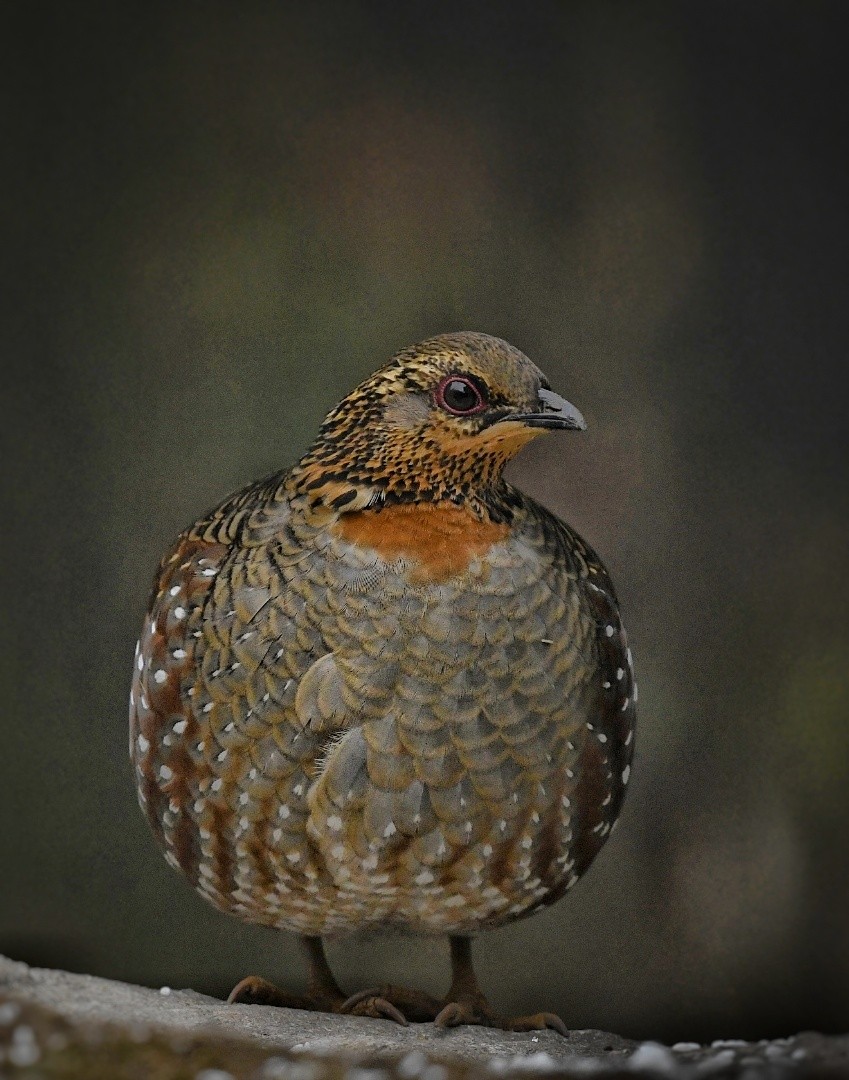 Hill Partridge - ML641595836