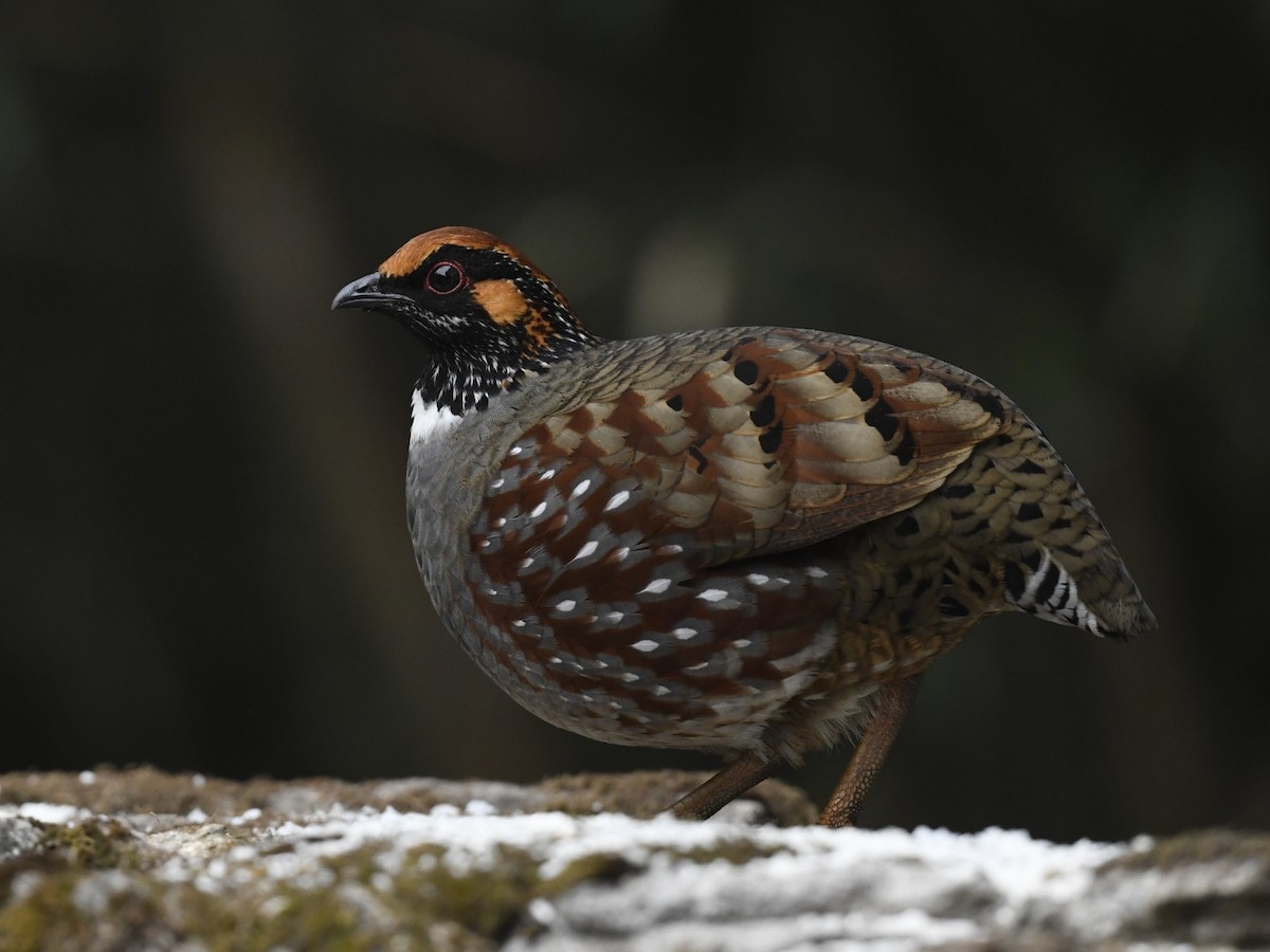 Hill Partridge - ML641595840