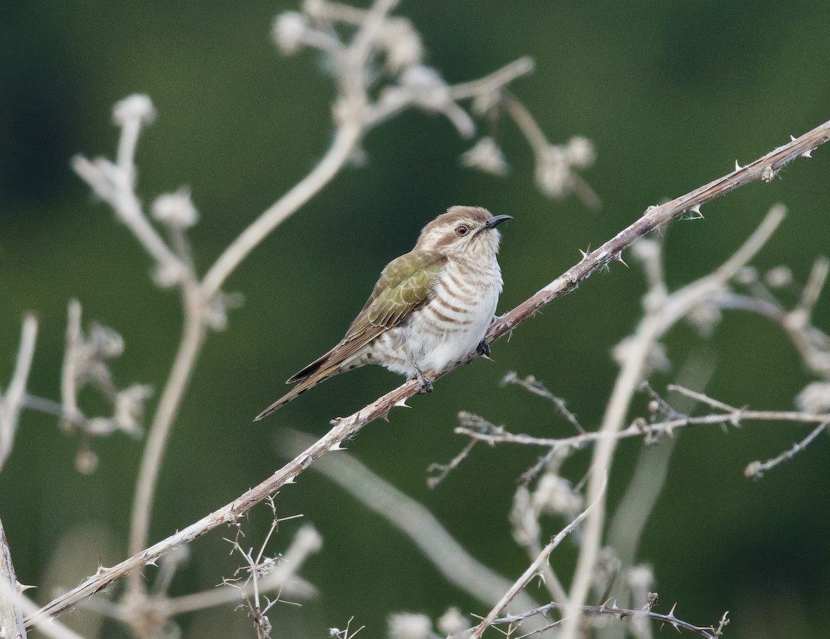 Horsfield's Bronze-Cuckoo - ML641595843
