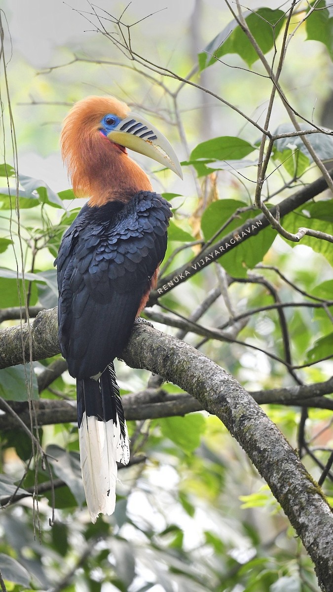 Rufous-necked Hornbill - ML641595852