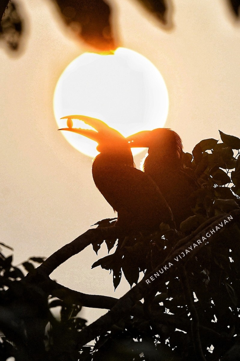 Rufous-necked Hornbill - ML641595854