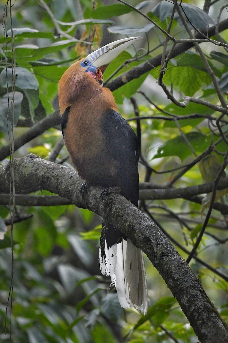 Rufous-necked Hornbill - ML641595855