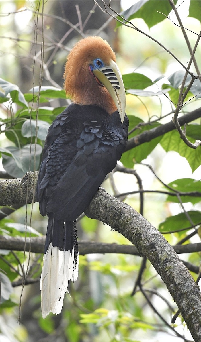 Rufous-necked Hornbill - ML641595856