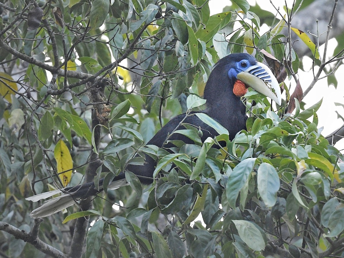 Rufous-necked Hornbill - ML641595865