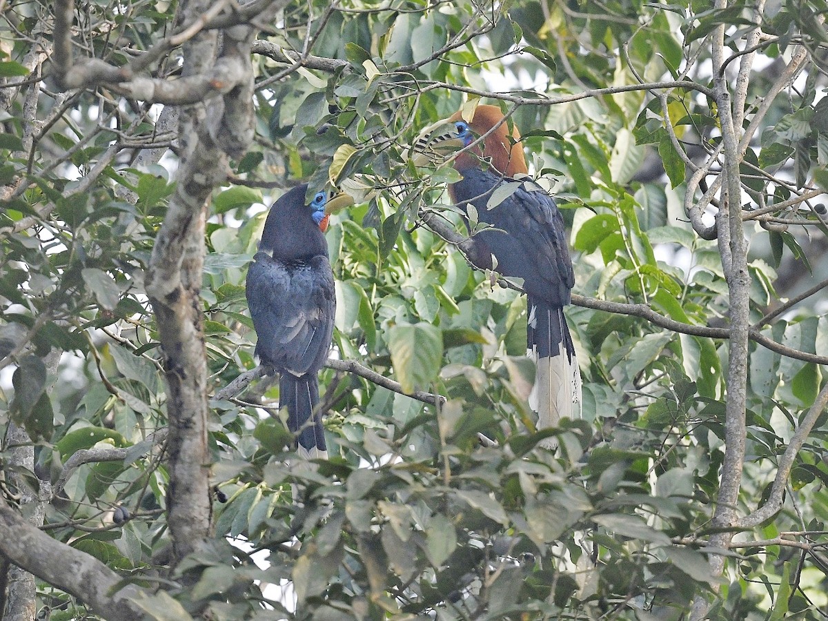 Rufous-necked Hornbill - ML641595866