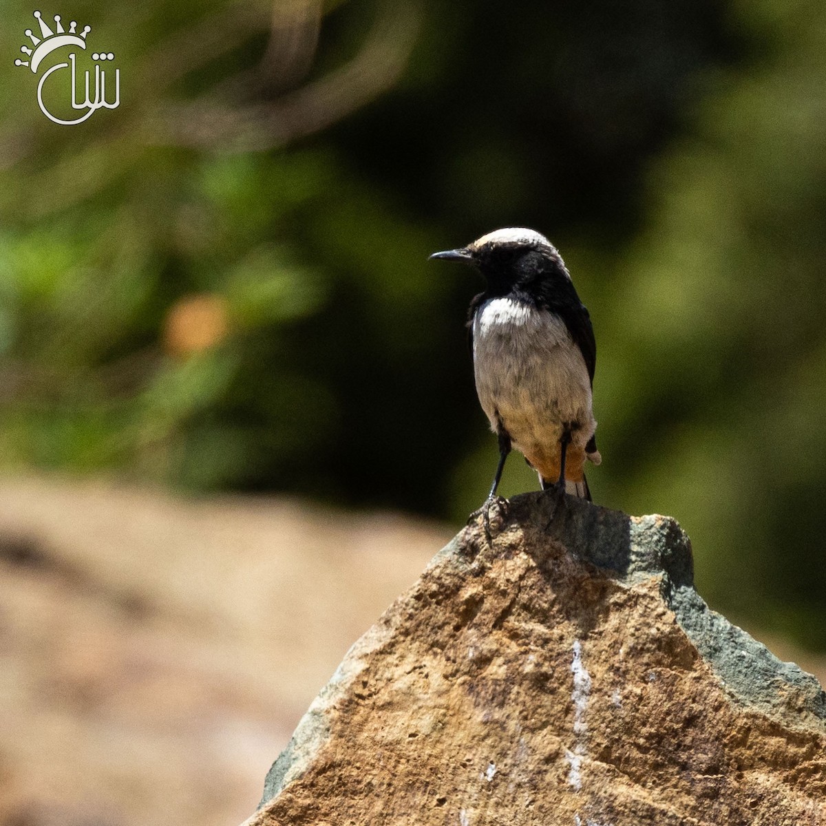 Arabian Wheatear - ML641595868