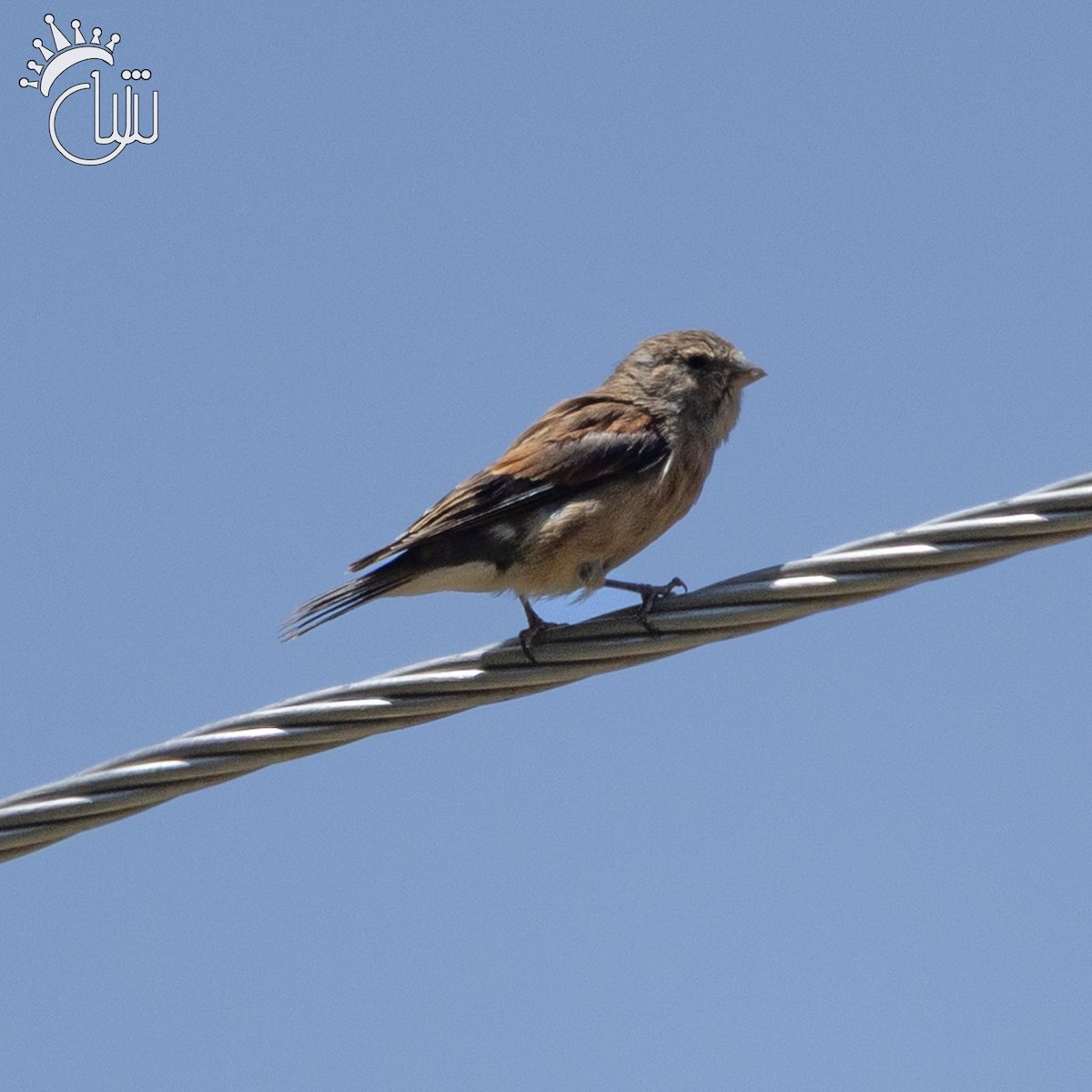 Yemen Linnet - ML641595874