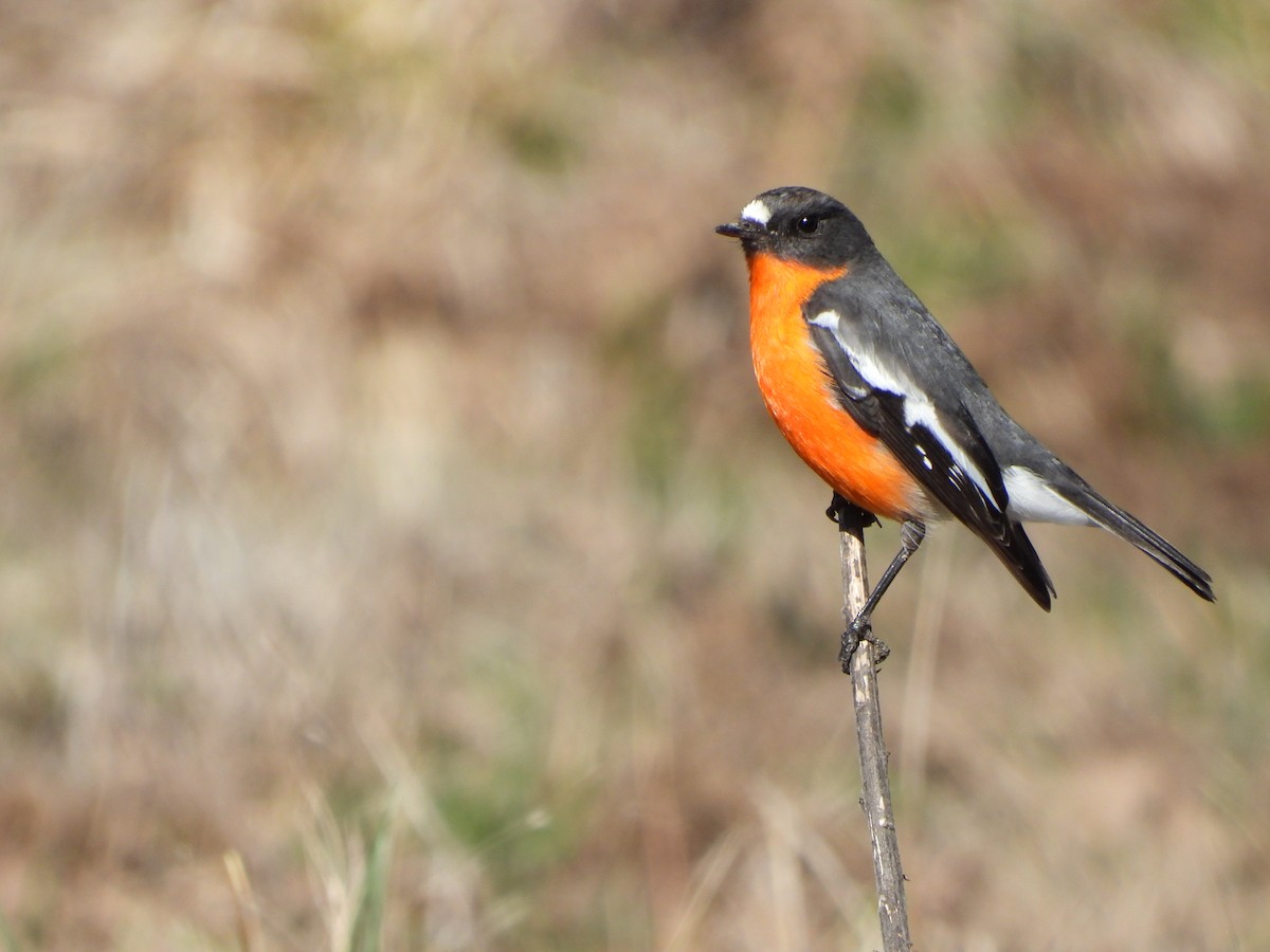 Flame Robin - ML641595885