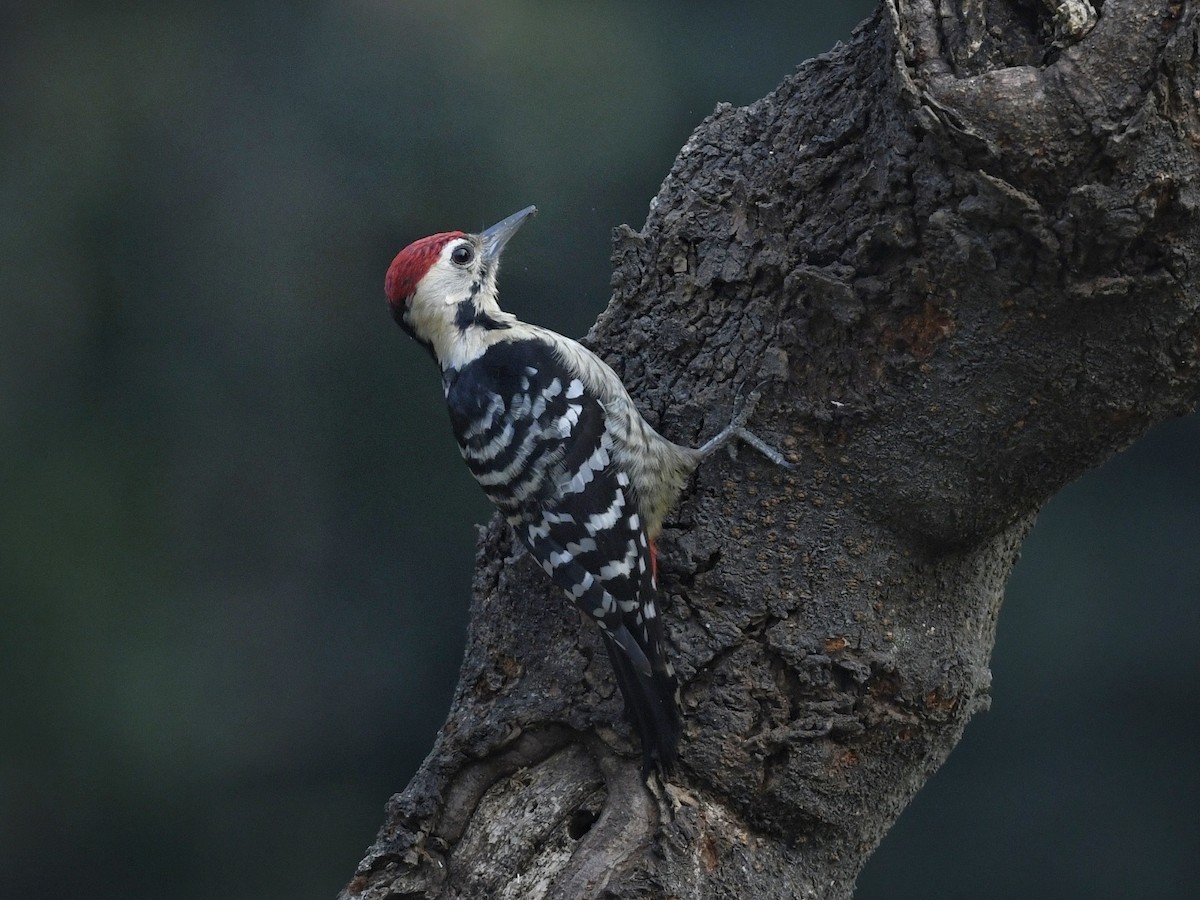 Fulvous-breasted Woodpecker - ML641595886