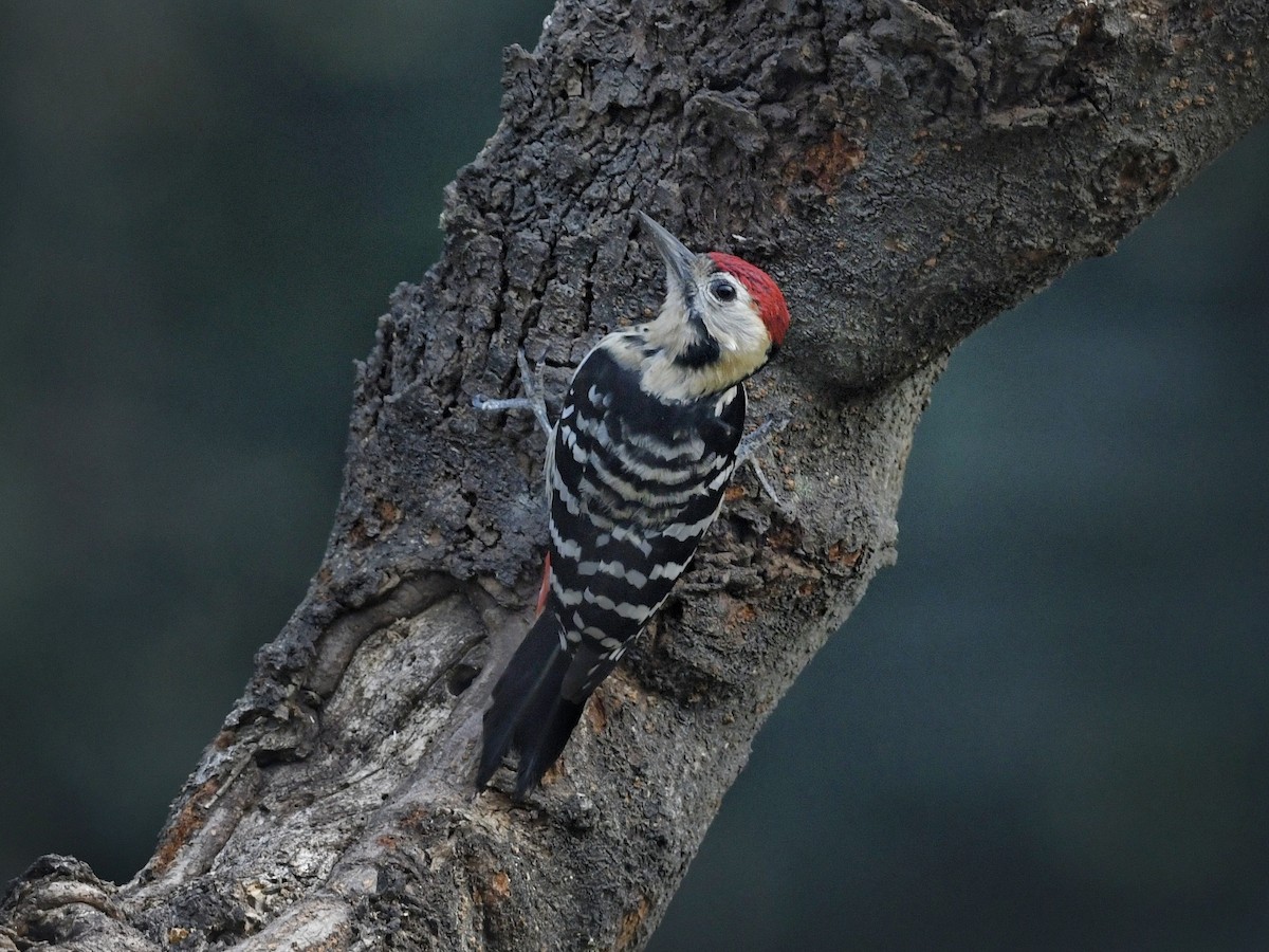 Fulvous-breasted Woodpecker - ML641595887