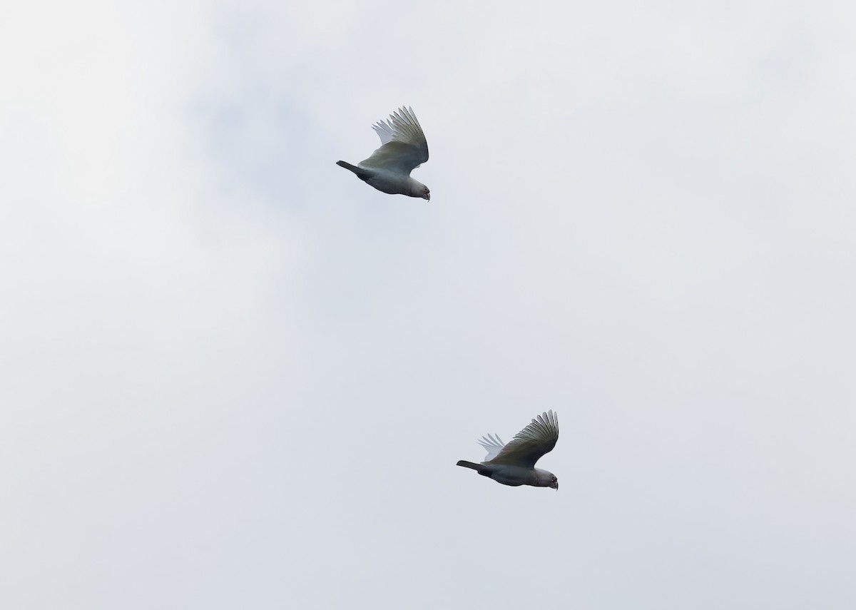 Long-billed Corella - ML641595891