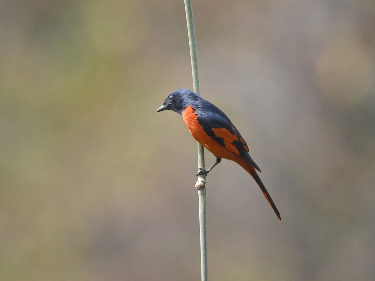 Scarlet Minivet - ML641595893