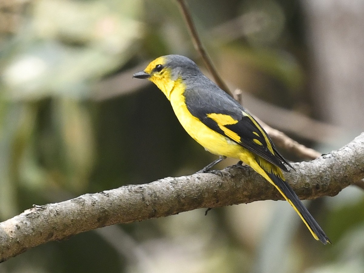 Scarlet Minivet - ML641595894