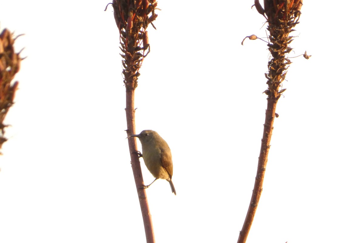 sunbird sp. - ML641595900
