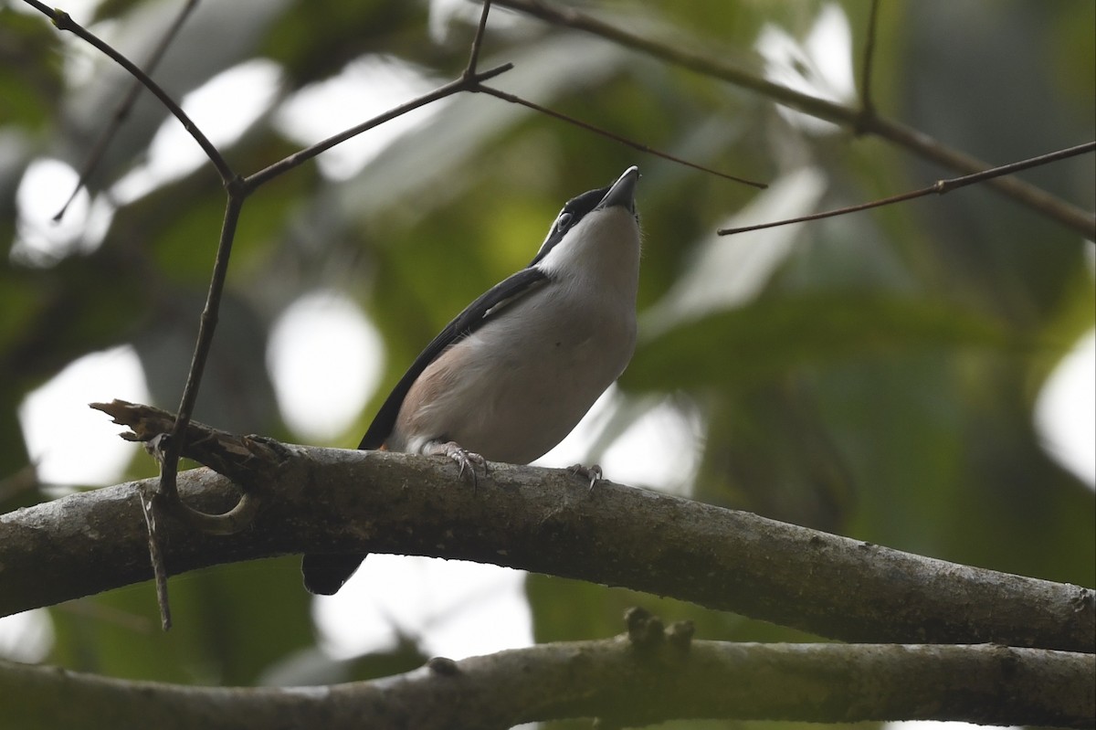 White-browed Shrike-Babbler (Himalayan) - ML641595904