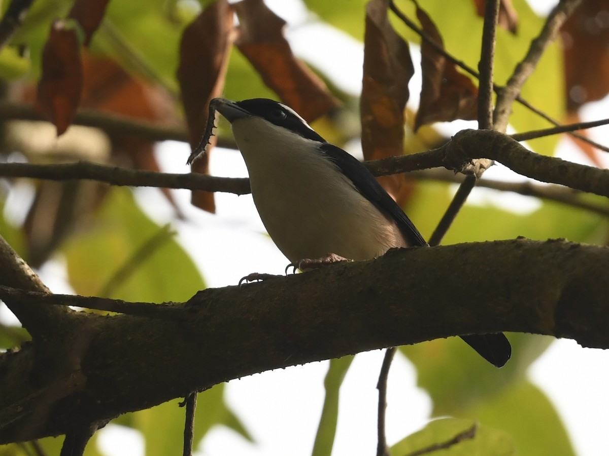 White-browed Shrike-Babbler (Himalayan) - ML641595905
