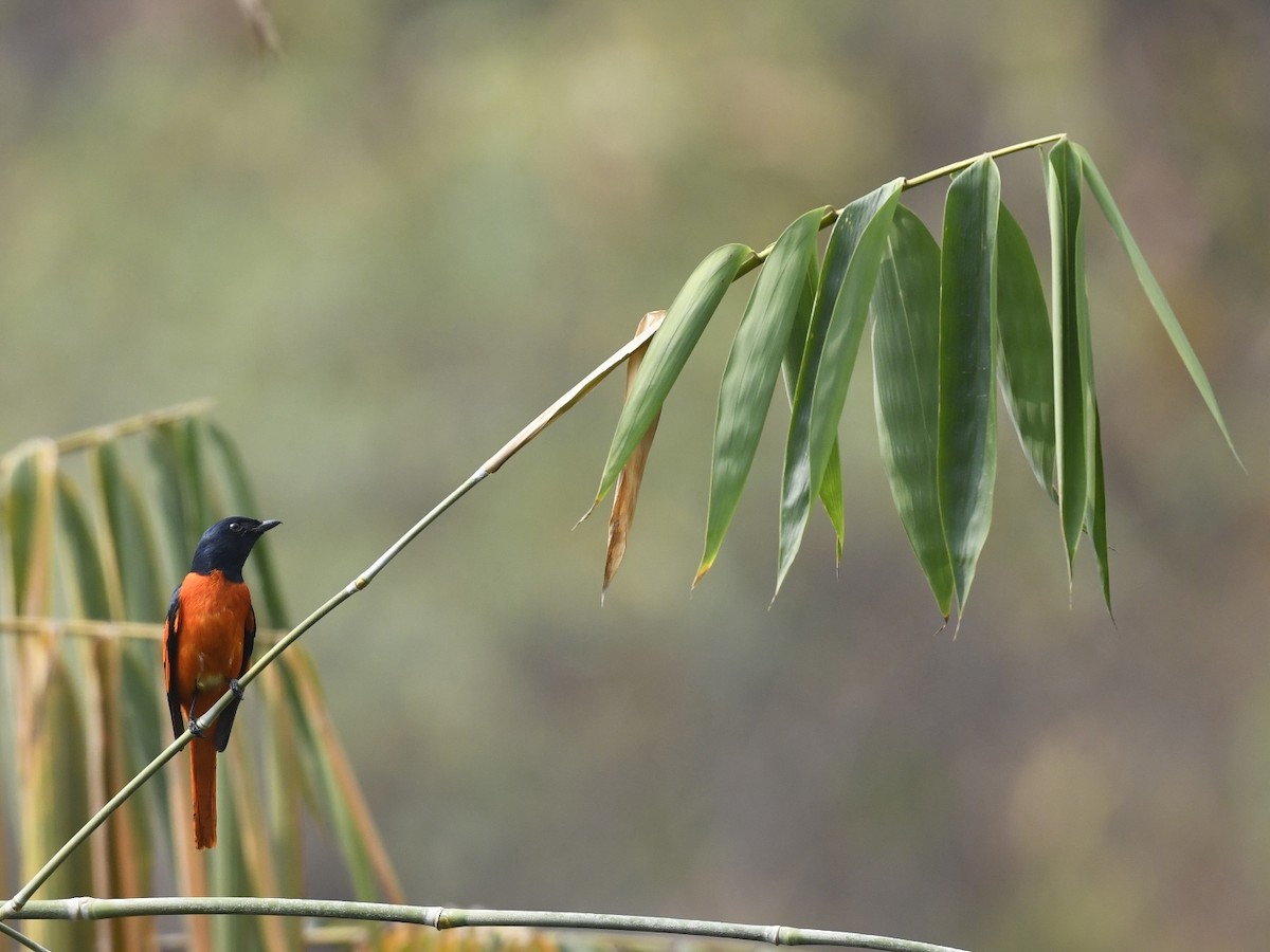 Scarlet Minivet - ML641595907
