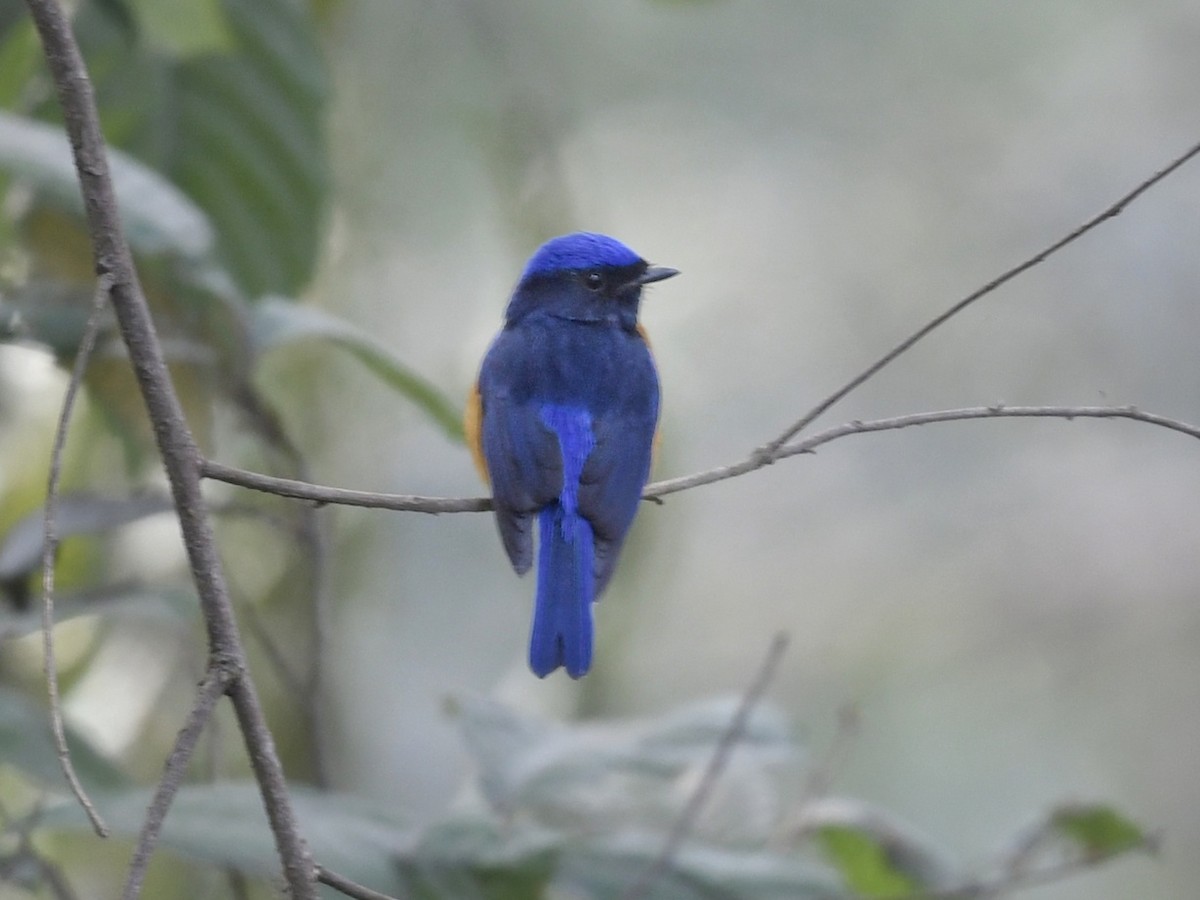 Rufous-bellied Niltava - ML641595918