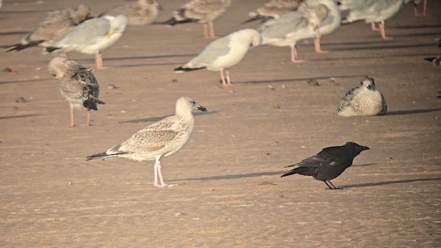Caspian Gull - ML641595919