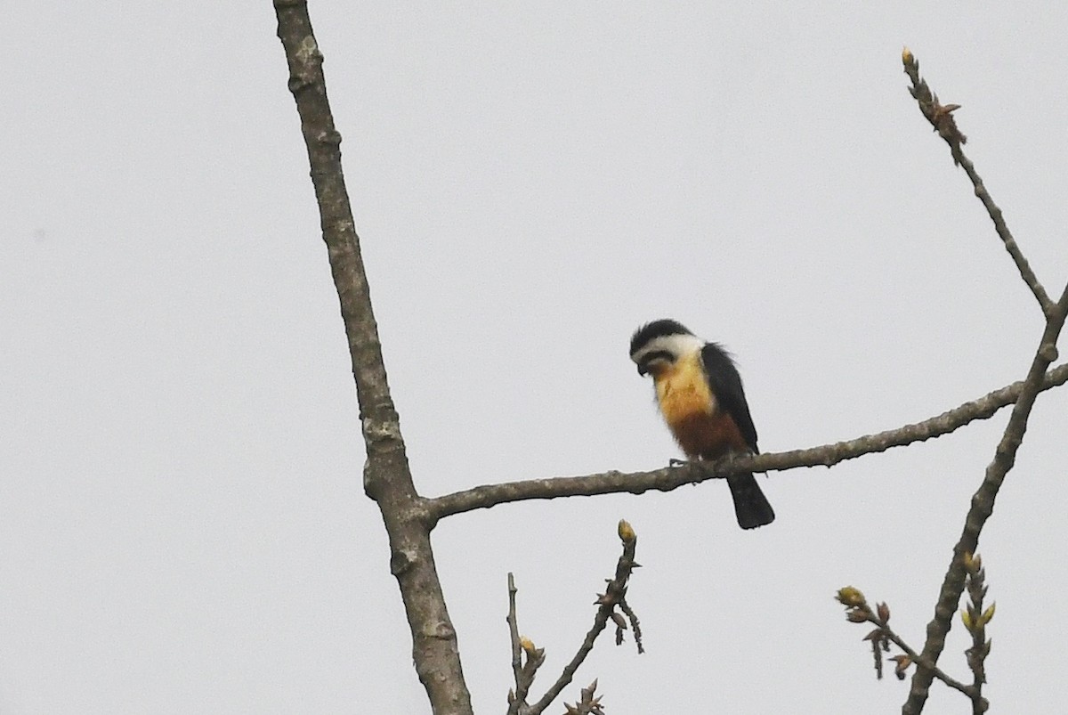 Collared Falconet - ML641595923