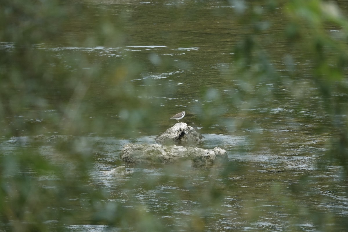 Common Sandpiper - ML641595928