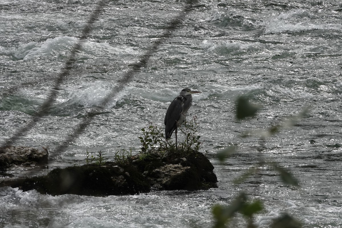 Gray Heron - ML641595934