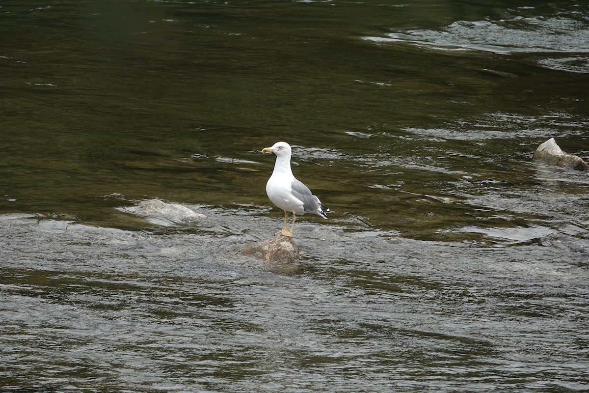 Yellow-legged Gull - ML641595941