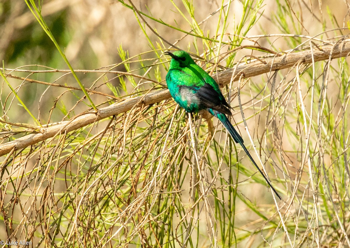 Malachite Sunbird - ML641595942