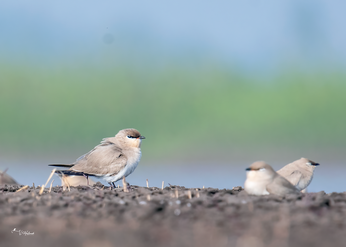Small Pratincole - ML641595946