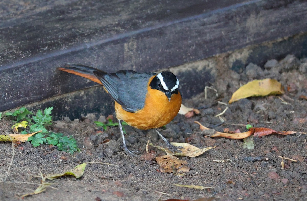 White-browed Robin-Chat - ML641595971