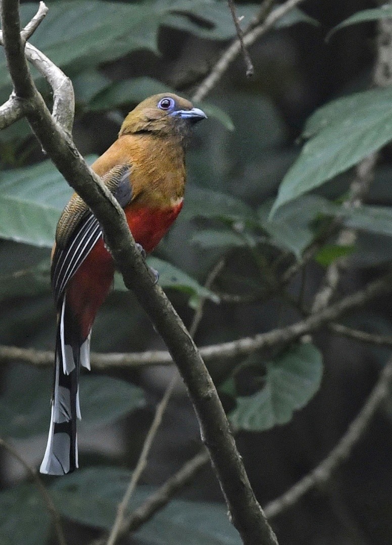 Red-headed Trogon - ML641595973