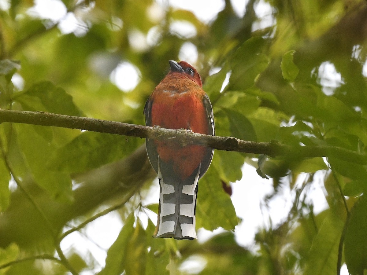 Red-headed Trogon - ML641595974