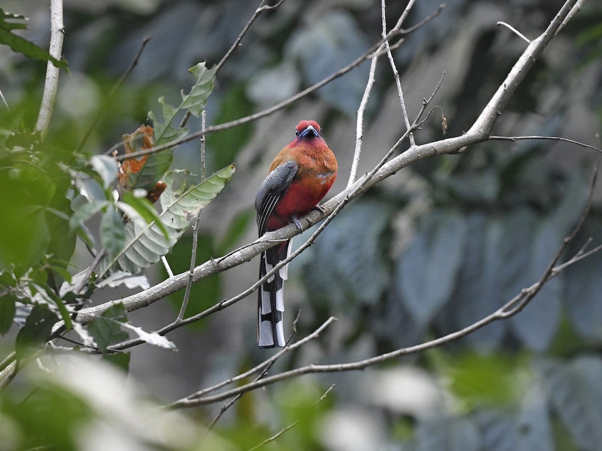 Red-headed Trogon - ML641595975