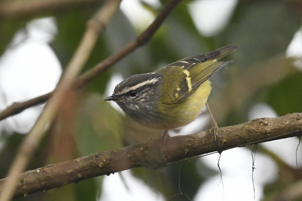 Ashy-throated Warbler - ML641596022