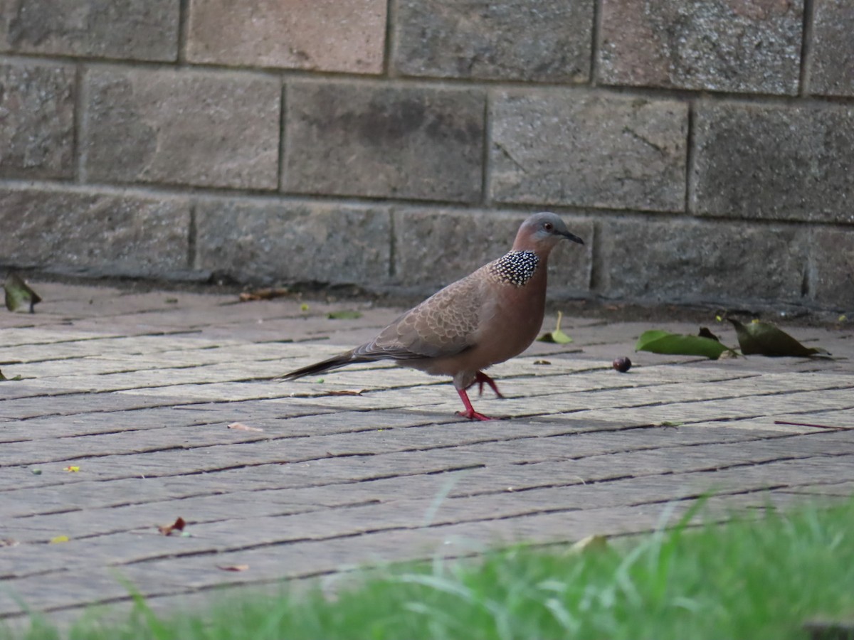 Spotted Dove - ML641596042