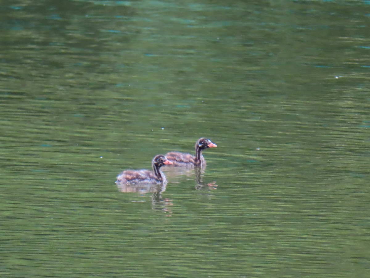 Little Grebe - ML641596049