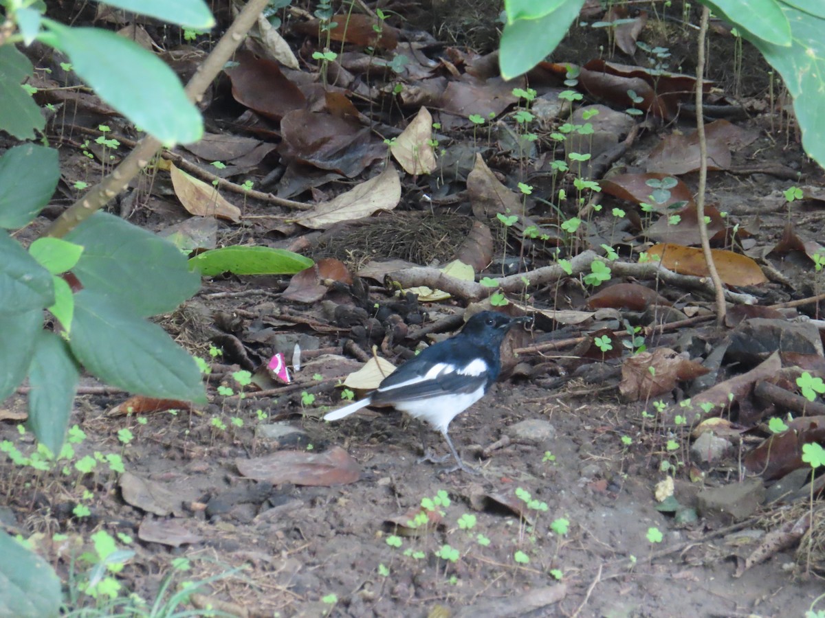 Oriental Magpie-Robin - ML641596056