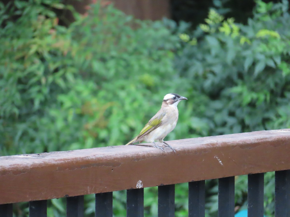 Light-vented Bulbul - ML641596062