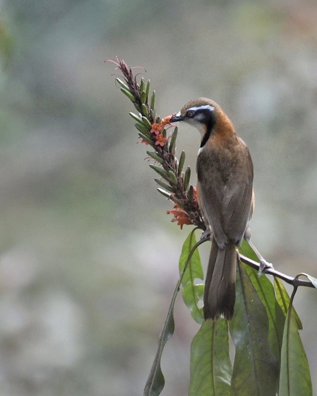 Lesser Necklaced Laughingthrush - ML641596132