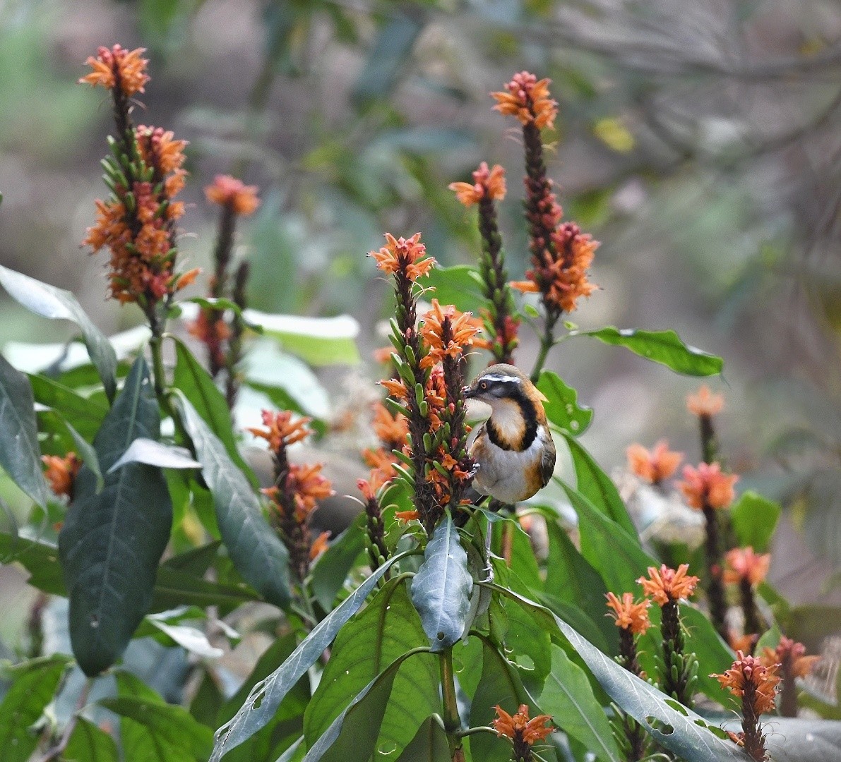 Lesser Necklaced Laughingthrush - ML641596133