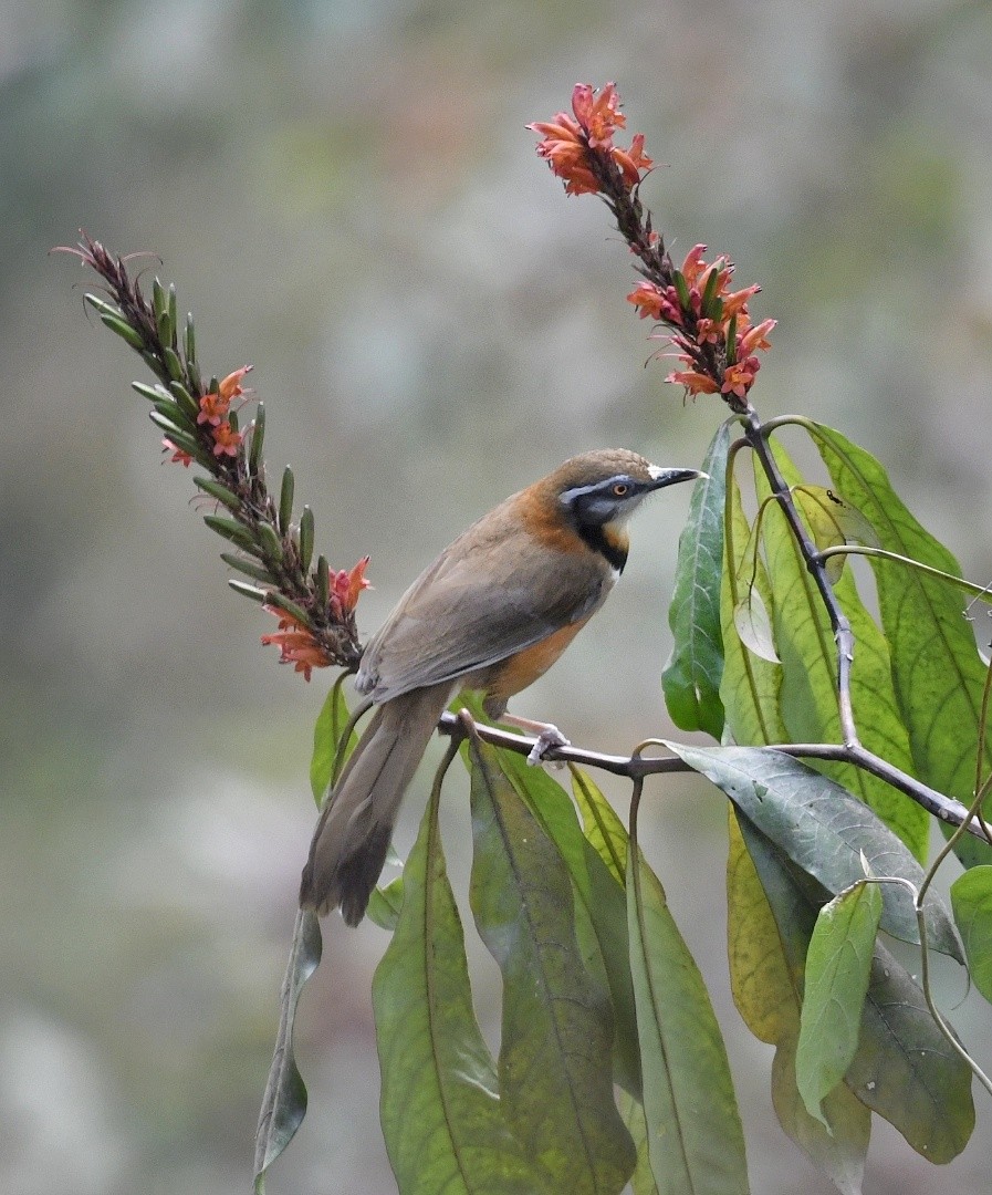 Lesser Necklaced Laughingthrush - ML641596134