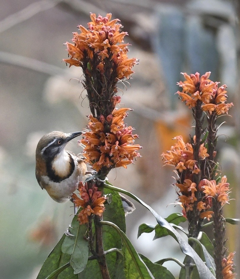 Lesser Necklaced Laughingthrush - ML641596135